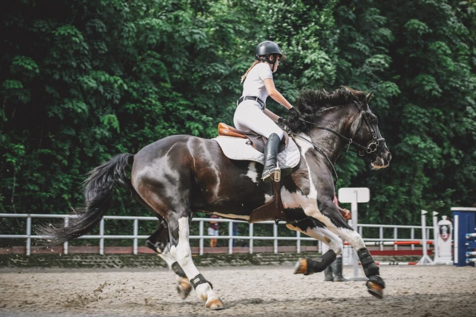 beginner horse riding tips cover image